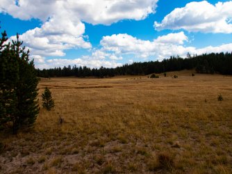 YNP_Day-1_Solution_Cr_meadow-1.jpg
