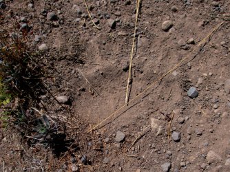 YNP_Day-4_Chipmunk_Cr_griz_track.jpg