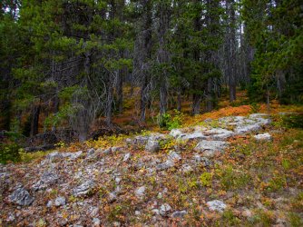 YNP_Day-7_Basin_CR_trail_off-Trail_forest-1.jpg
