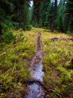 YNP_Day-8_Snake_R_trail_wet.jpg