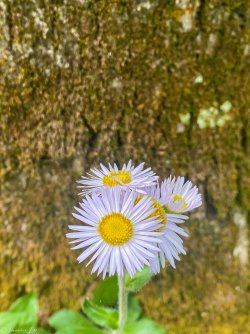 IMG_1143.jpg