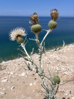 IMG_5386.jpg