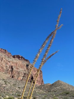 IMG_9996.jpg