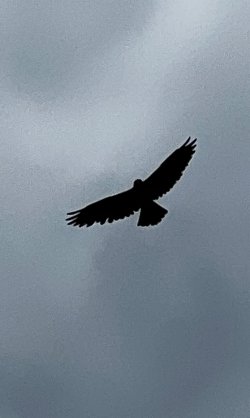 IMG_4472.jpeg