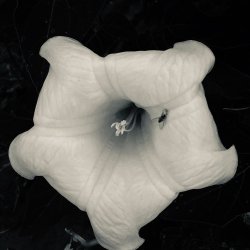 IMG_5381.jpeg