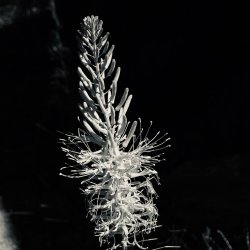 IMG_5388.jpeg