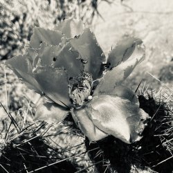 IMG_5418.jpeg