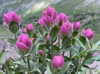 IMG_1613.jpg