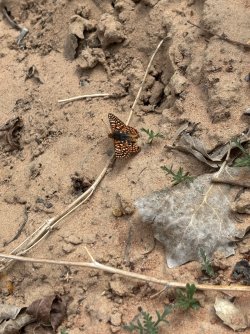 IMG_4834.jpeg