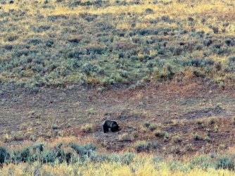 YNP_Hayden_Valley_griz_excavating.jpg