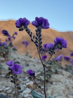 IMG_1438.jpeg