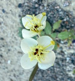 IMG_1413.jpeg