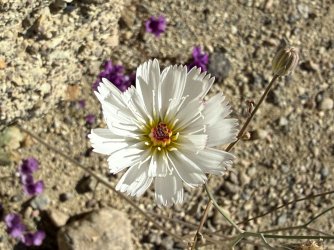 IMG_1003.jpeg