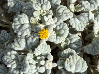 IMG_0445.jpeg