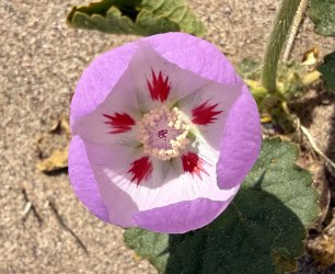 IMG_0370.jpeg