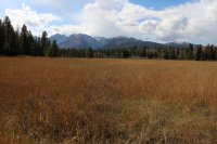 A_Meadow.jpg