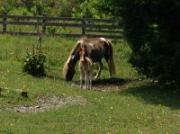 IMG_0686.JPG
