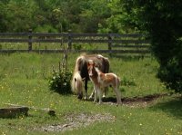 IMG_0687.JPG