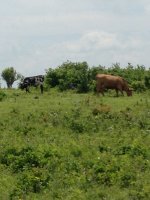 IMG_0711.JPG