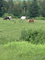 IMG_0734.JPG