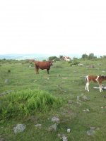 IMG_0752.JPG