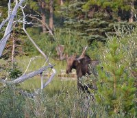 GNP 2015 072.JPG