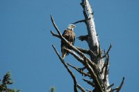 DSC_0387.JPG