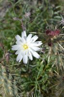 DSC_0057.JPG