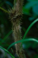 Seward_trip_hike_beach_S_Devils_Club_spines.jpg