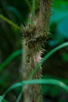 Seward_trip_hike_beach_S_Devils_Club_spines2.jpg