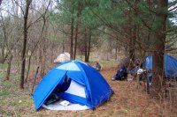 Pine_Floor_Camp.jpg