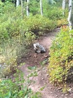 Badger.jpg