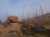 Ocotillo-P2175925.jpg