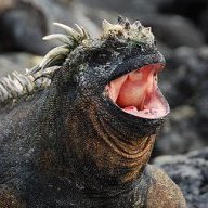 dennargle