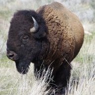 uinta_eagle