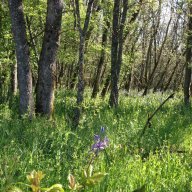 owyhee