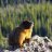 marmot_boi