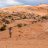 desertvic