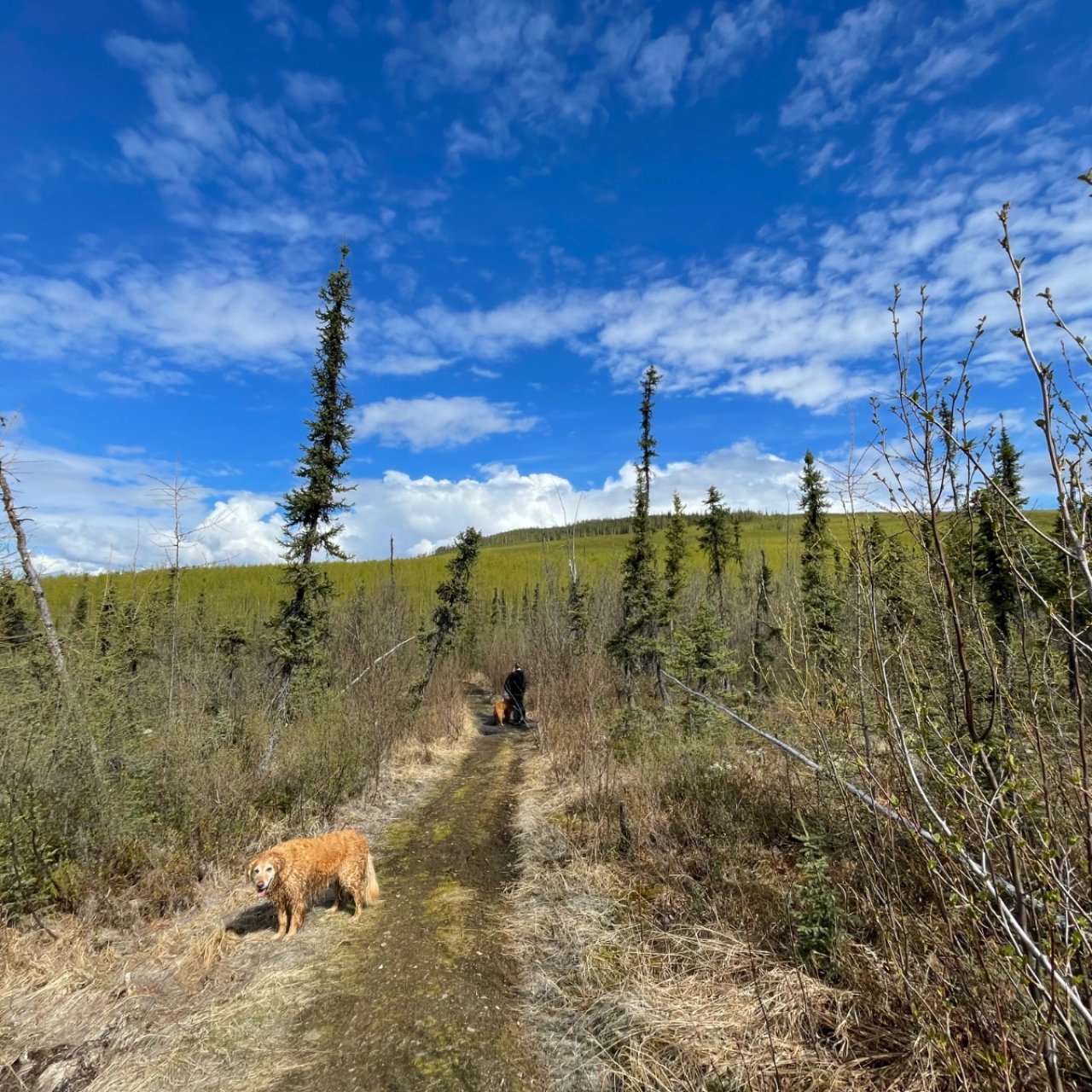 Thread 'Mastodon Trail, Alaska, 5/24/26'