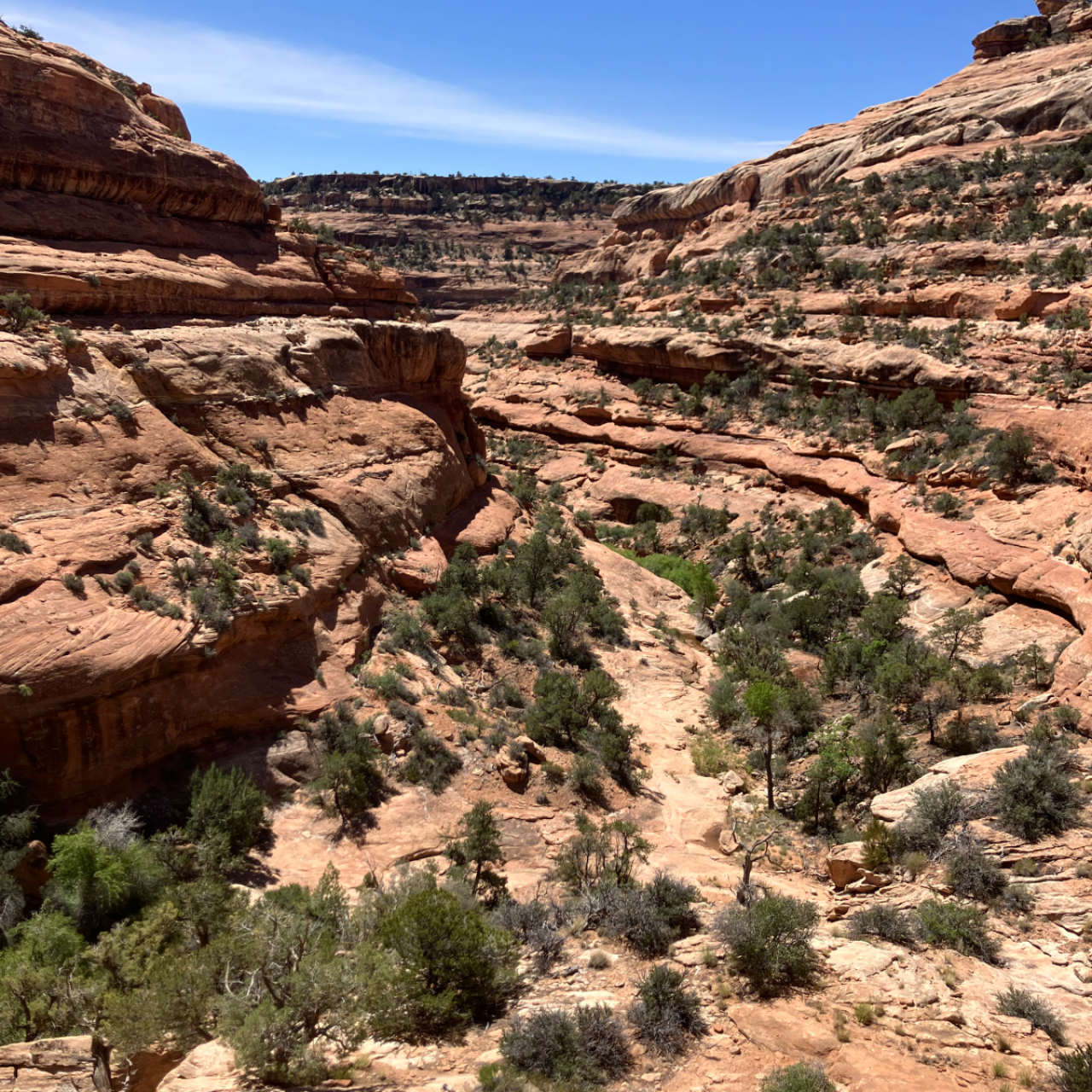 Thread 'Cedar Mesa - Fish and Owl Canyons'