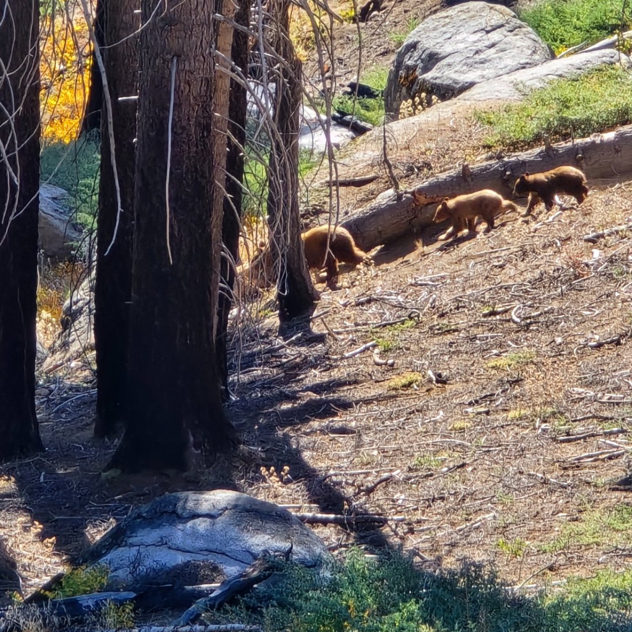 Thread 'A Morning with the bears - Just another day in SEKI'