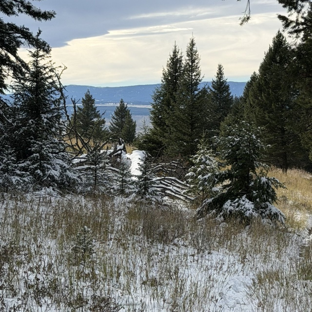 Thread 'An Afternoon on Sheep Creek (Custer Gallatin NF)'