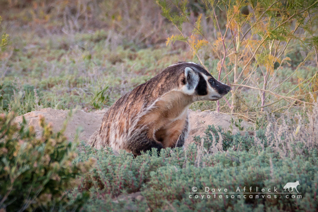 20160609_Badger-7W.jpg