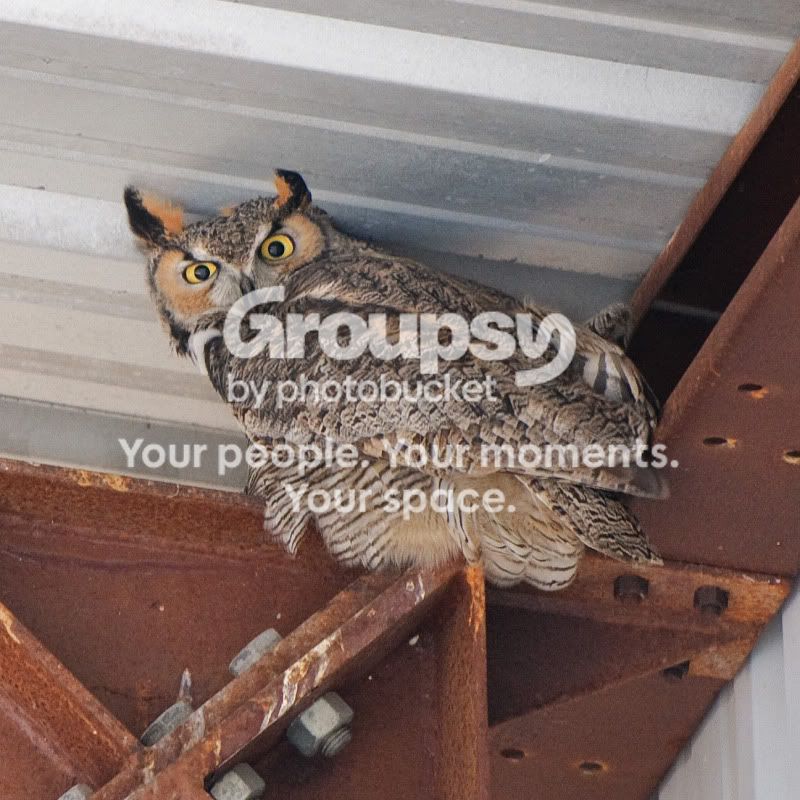 OwlWeb.jpg