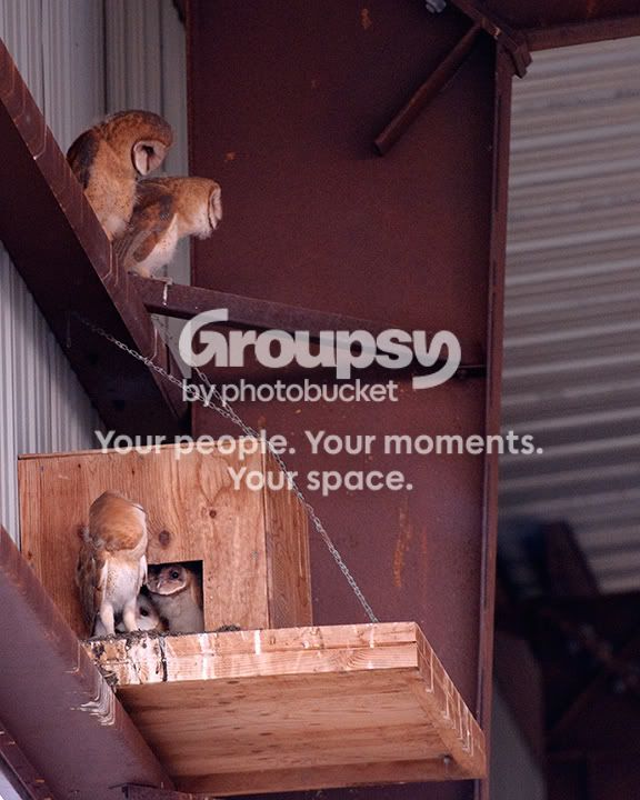 BarnOwlpic.jpg