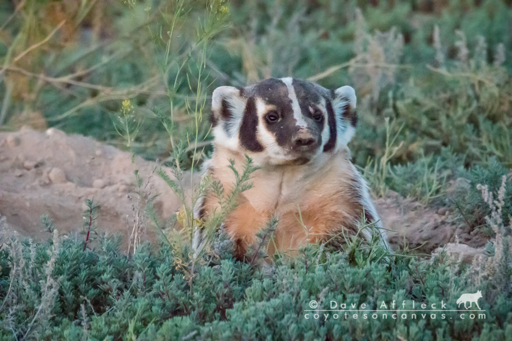 20160609_Badger-93W.jpg